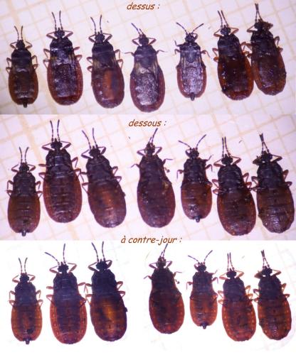 Aneurus avenius